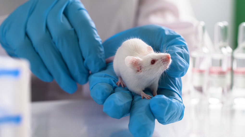 Genetically Engineered Mouse Models