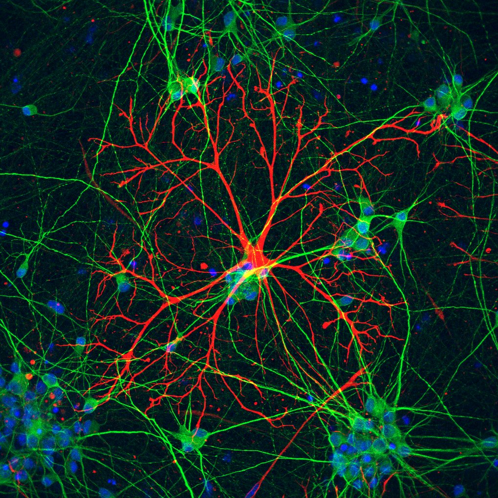 Neurons