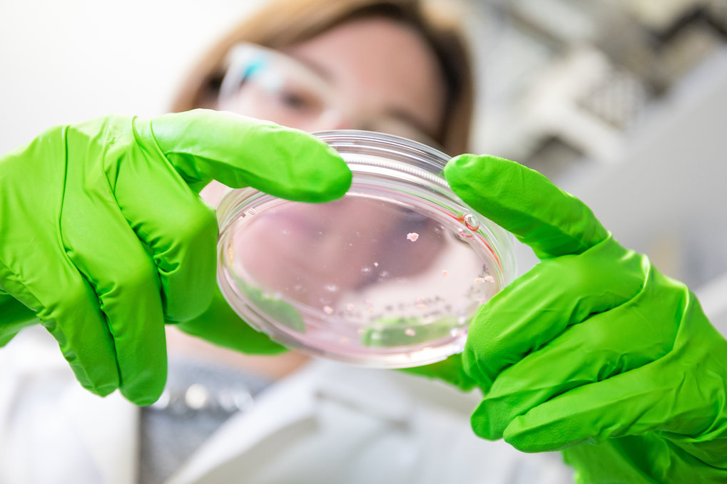 Scientist looking into a dish